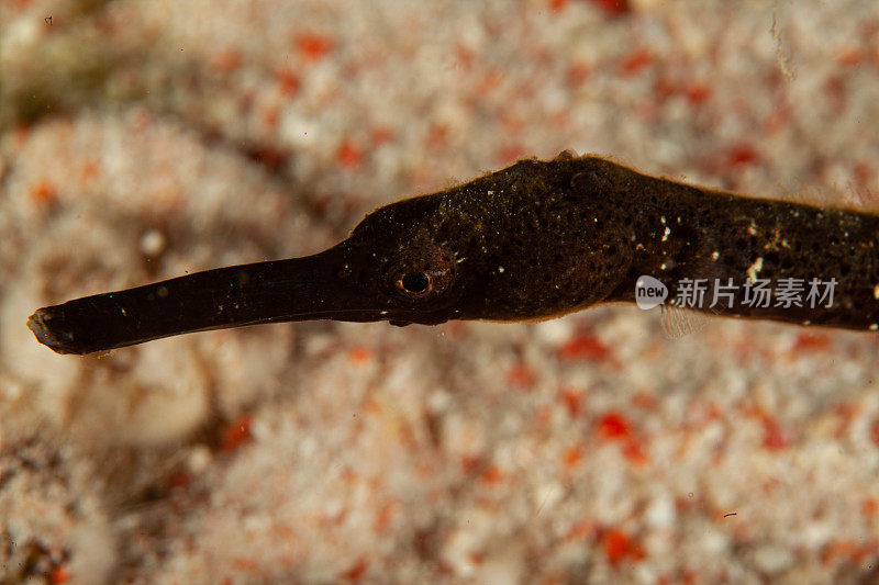 巨型马里鳗鱼(Gymnothorax javanicus)默里